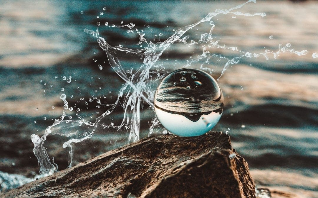 A Kind of Intelligence–the Whale Who Knows “Thank You”