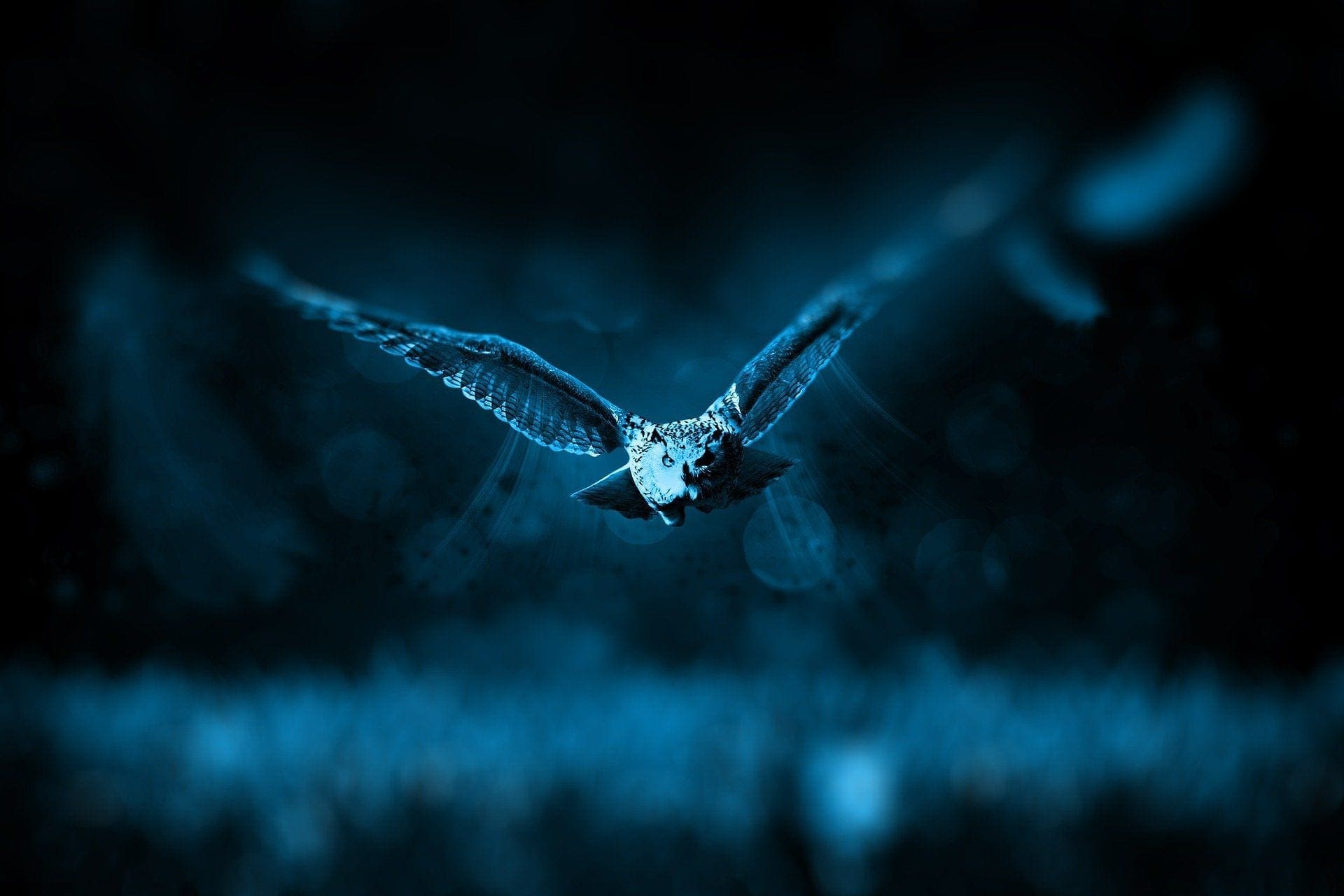 owl-518838_1920